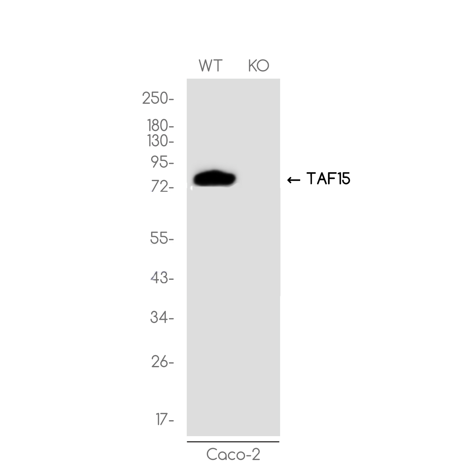 [KO]TAF15 Rabbit mAb ABZ4641