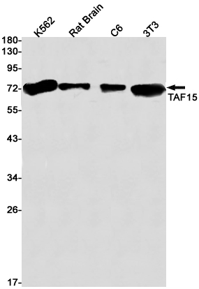 [KO]TAF15 Rabbit mAb ABZ4641