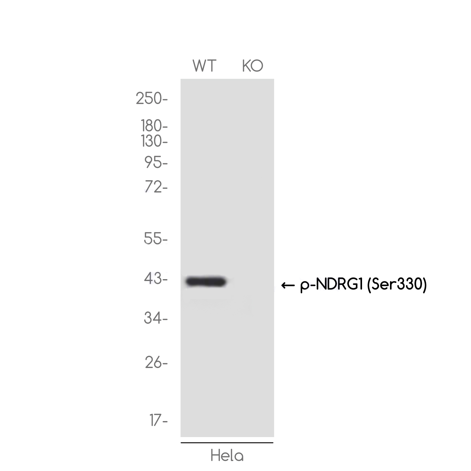 [KO]Phospho-NDRG1 (Ser330) Rabbit mAb ABZ4642