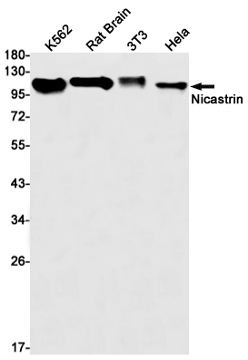 [KD]Nicastrin Rabbit mAb ABZ4643