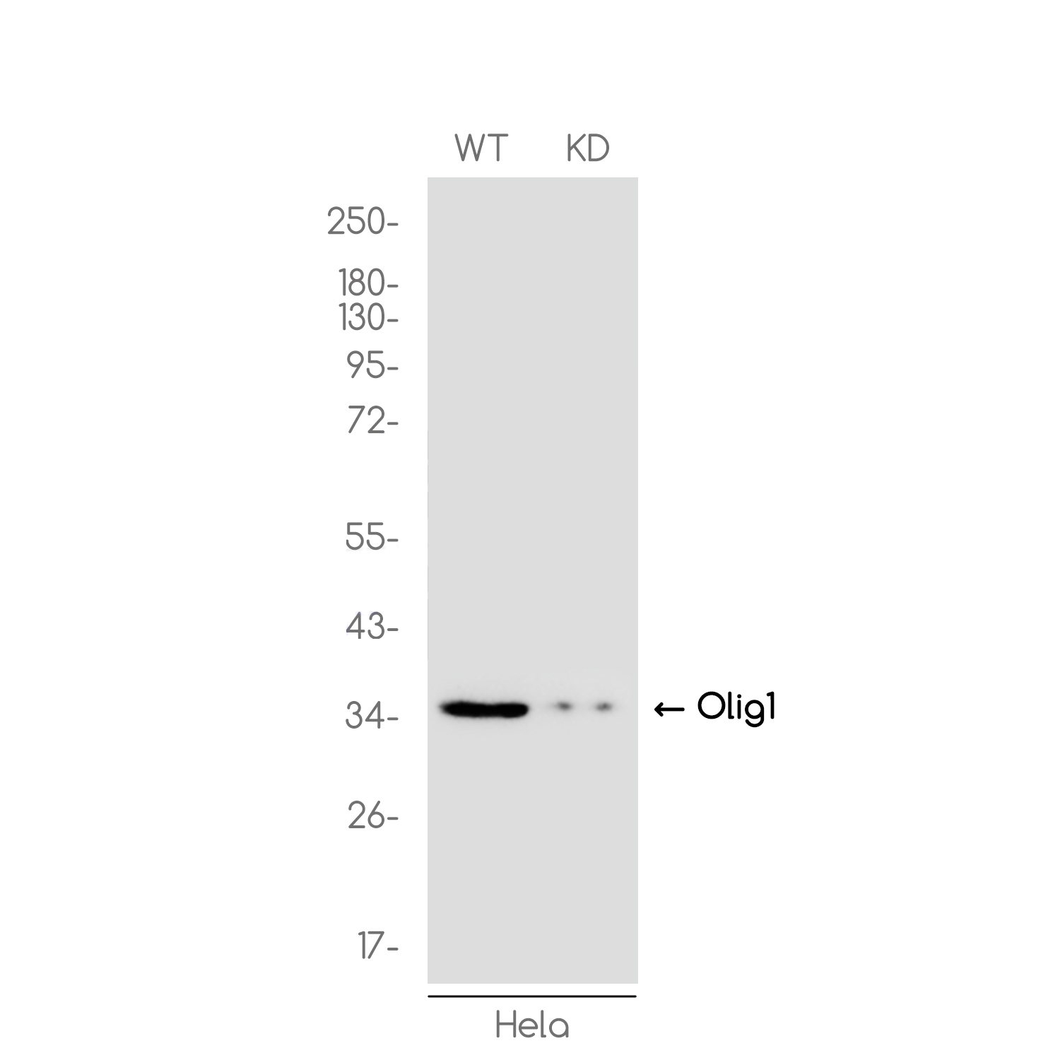 [KD]Olig1 Rabbit mAb ABZ4644