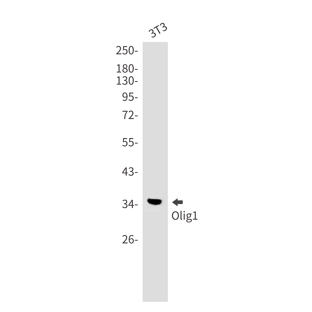 [KD]Olig1 Rabbit mAb ABZ4644