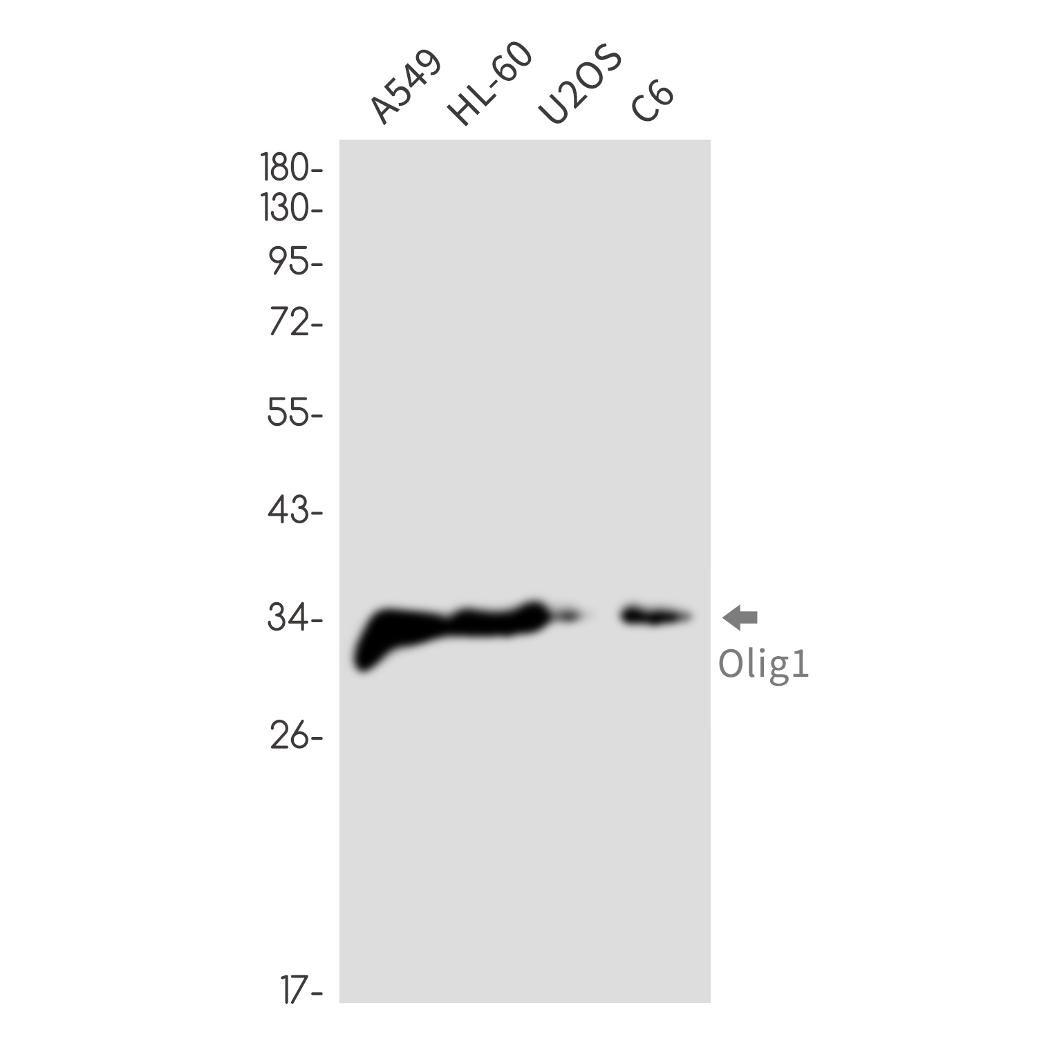 [KD]Olig1 Rabbit mAb ABZ4644
