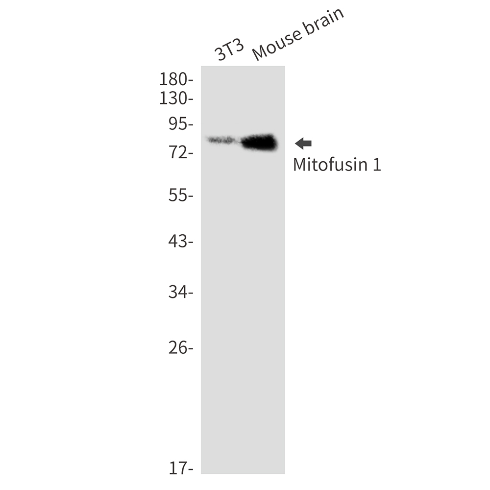 [KD]Mitofusin 1 Rabbit mAb ABZ4645