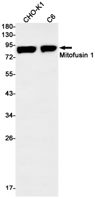 [KD]Mitofusin 1 Rabbit mAb ABZ4645