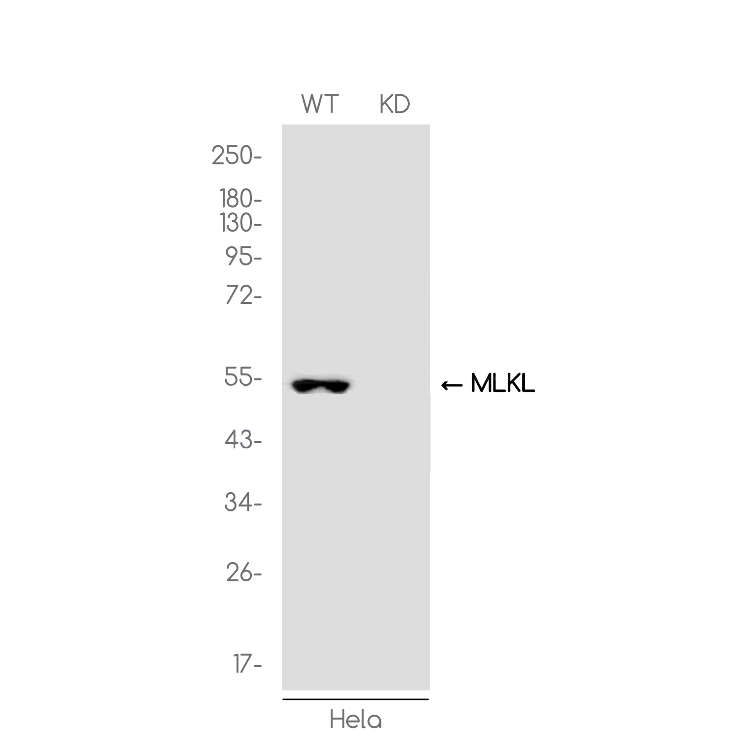 [KD]MLKL Rabbit mAb ABZ4646