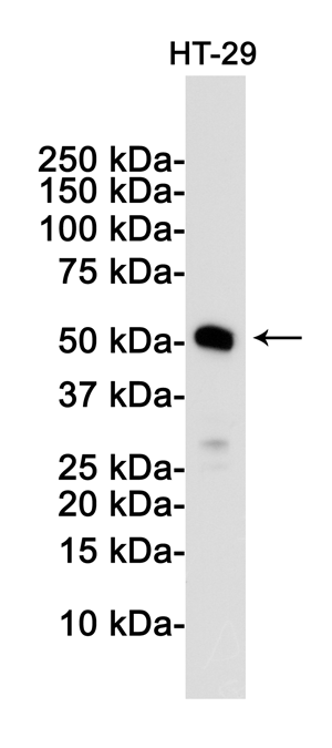 [KD]MLKL Rabbit mAb ABZ4646