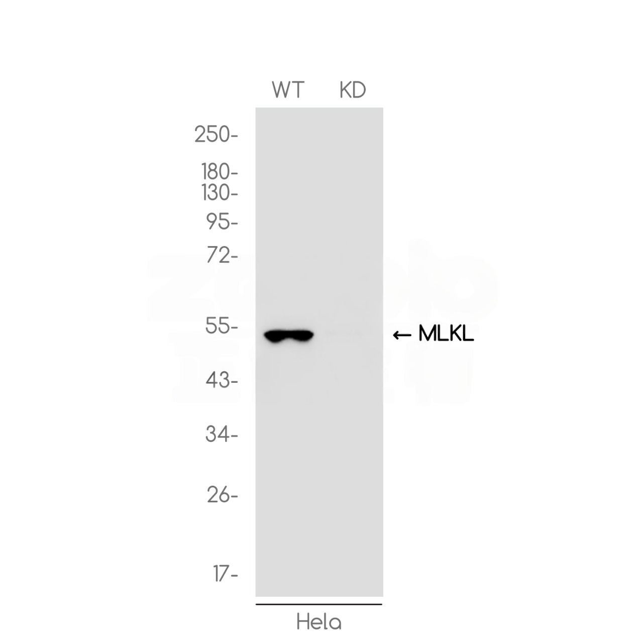 [KD]MLKL Rabbit mAb ABZ4647