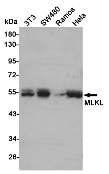 [KD]MLKL Rabbit mAb ABZ4647