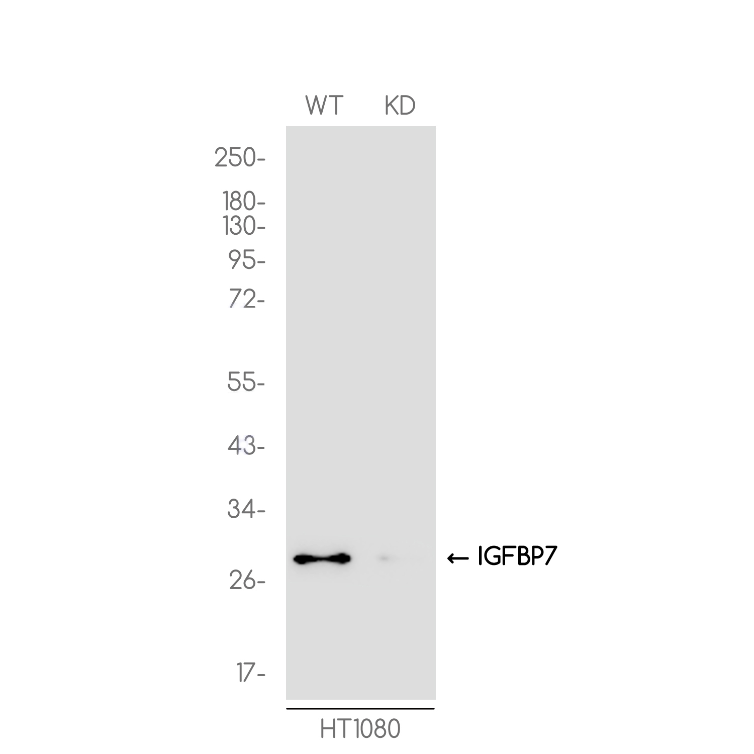 [KD]IGFBP7 Rabbit mAb ABZ4648