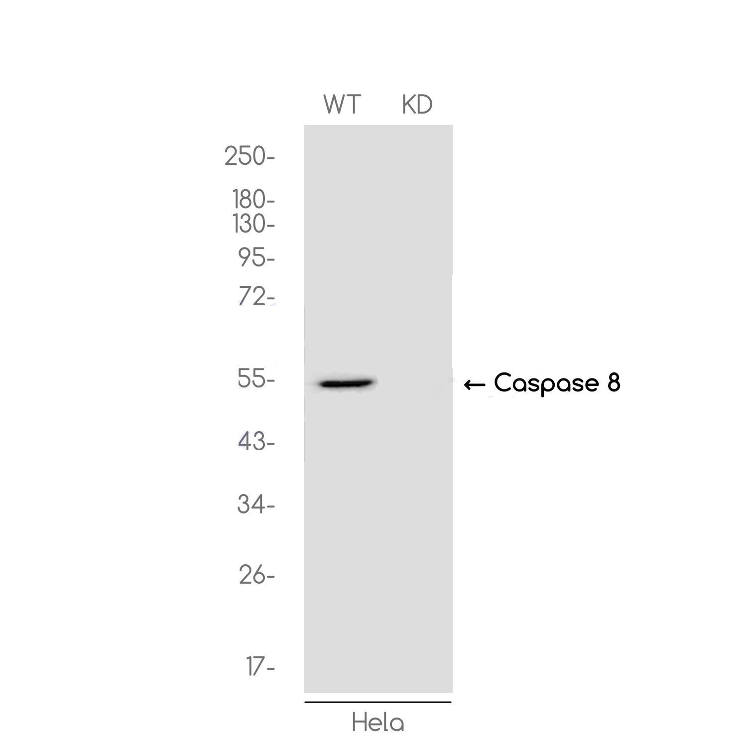 [KD]Caspase 8 Rabbit mAb ABZ4650