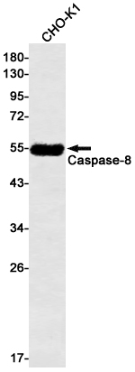 [KD]Caspase 8 Rabbit mAb ABZ4650