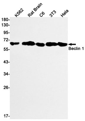 [KO]Beclin 1 Rabbit mAb ABZ4651