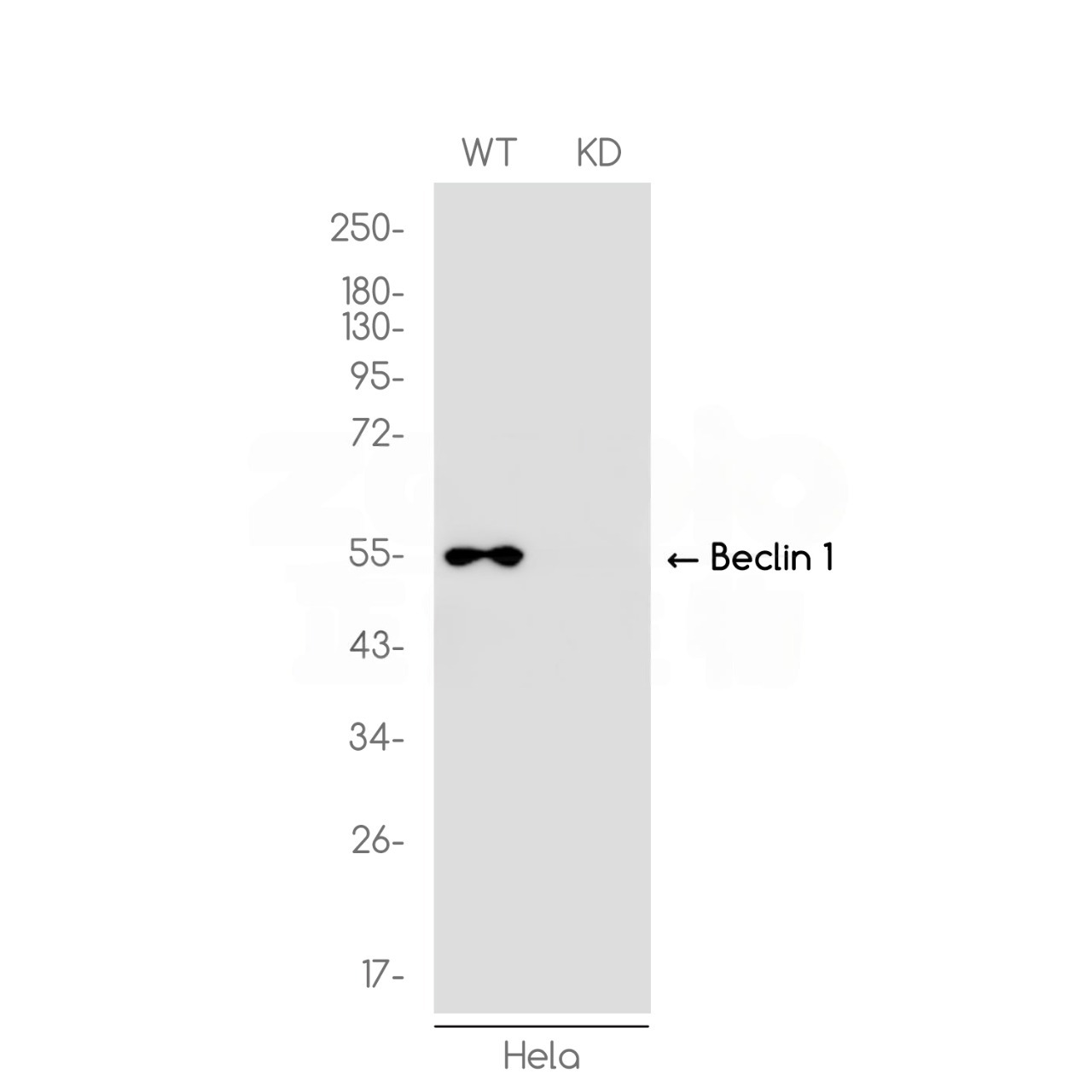 [KO]Beclin 1 Rabbit mAb ABZ4652