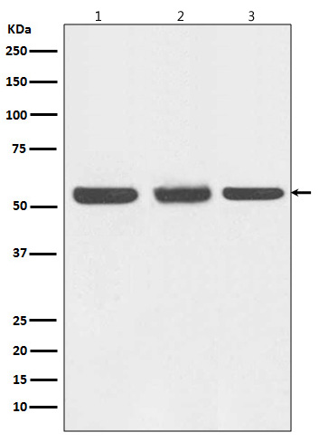 [KO]Beclin 1 Rabbit mAb ABZ4652