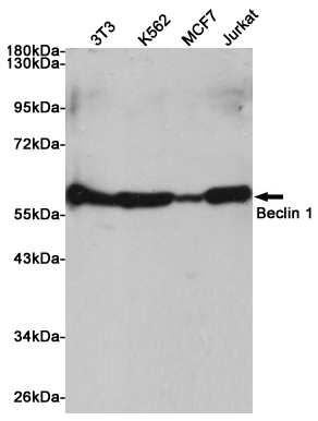 [KO]Beclin 1 Rabbit mAb ABZ4652
