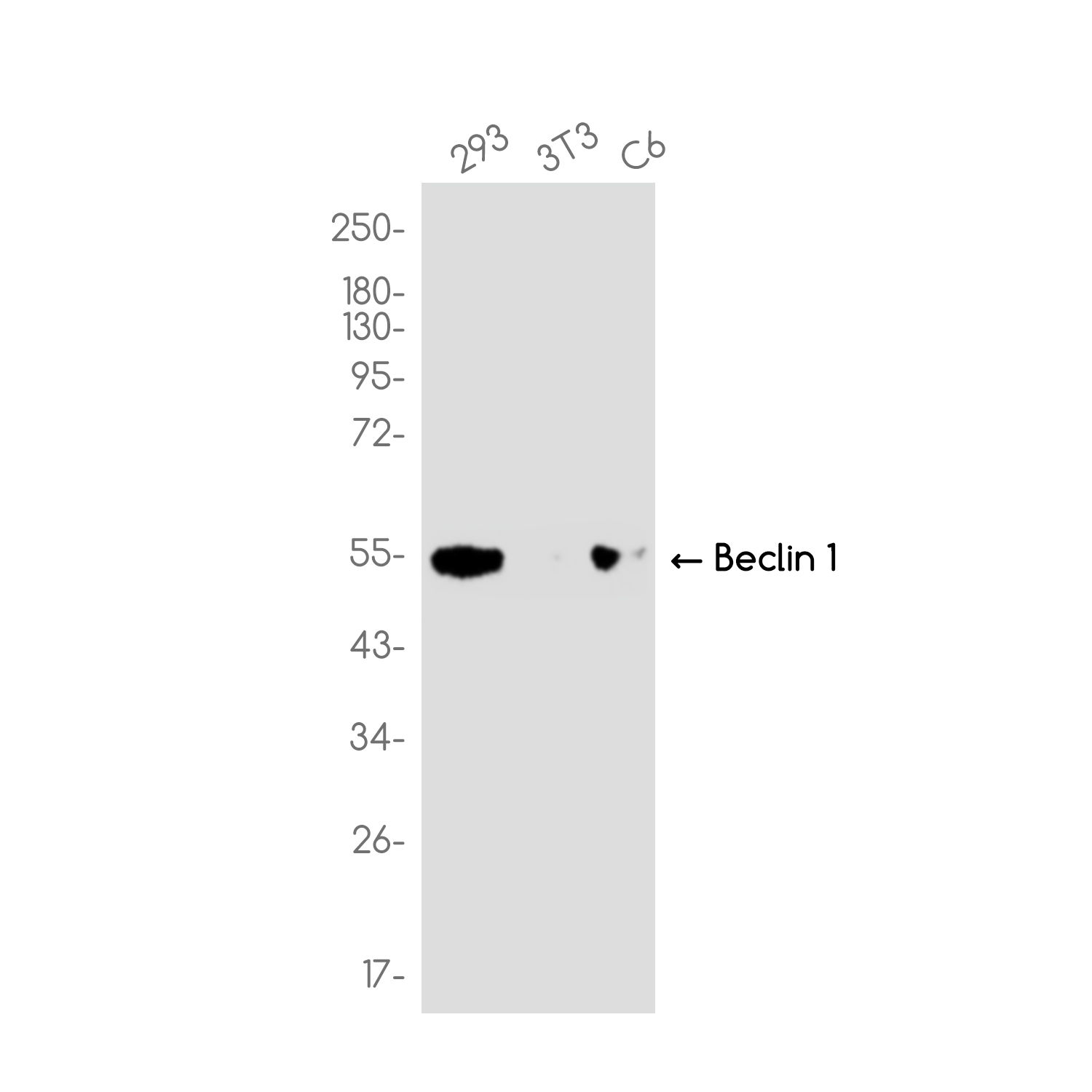 [KO]Beclin 1 Rabbit mAb ABZ4652