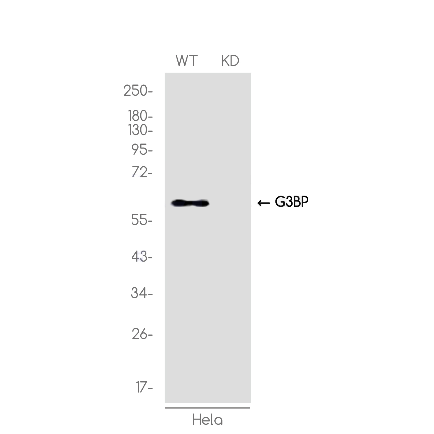 [KD]G3BP Rabbit mAb ABZ4655