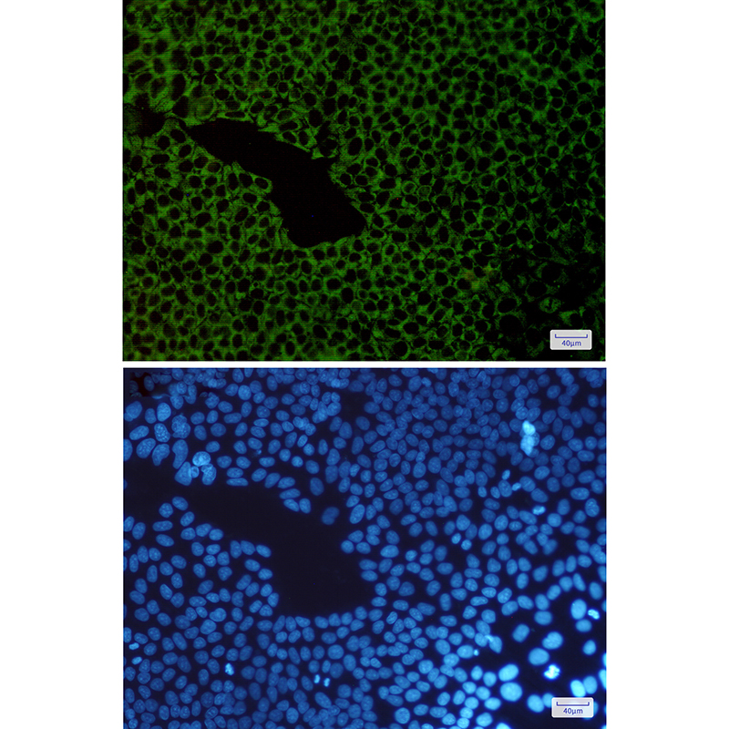 [KD]G3BP Rabbit mAb ABZ4656