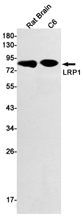 [KO]LRP1 Rabbit mAb ABZ4658