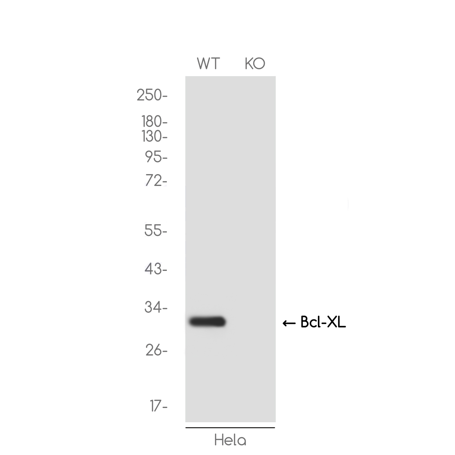 [KO]Bcl-XL Rabbit mAb ABZ4659
