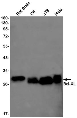 [KO]Bcl-XL Rabbit mAb ABZ4659