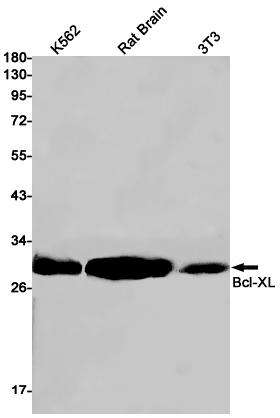 [KO]Bcl-XL Rabbit mAb ABZ4659