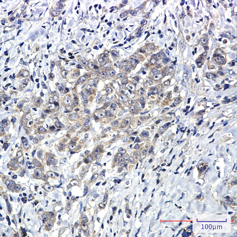 [KO]SHP2 Rabbit mAb ABZ4660