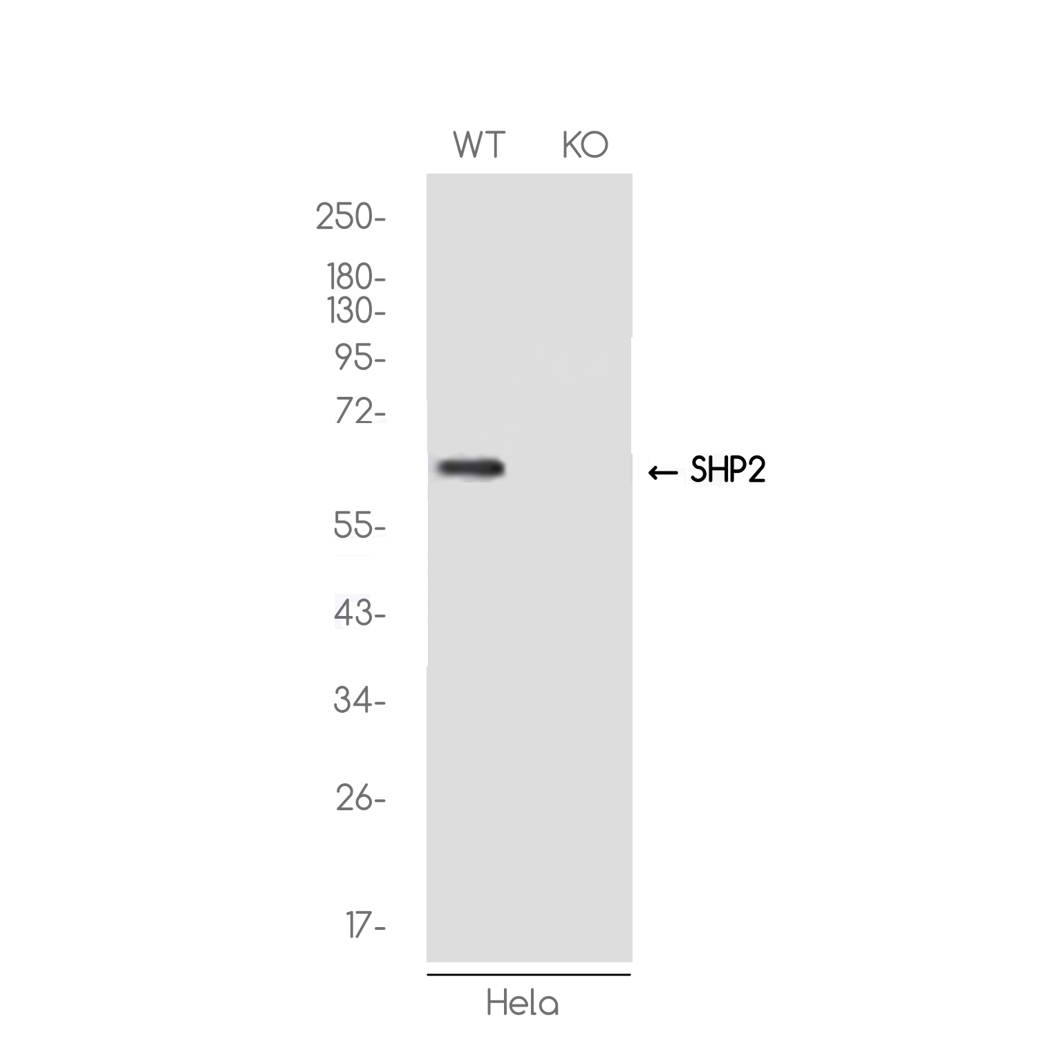[KO]SHP2 Rabbit mAb ABZ4660