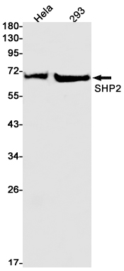 [KO]SHP2 Rabbit mAb ABZ4660