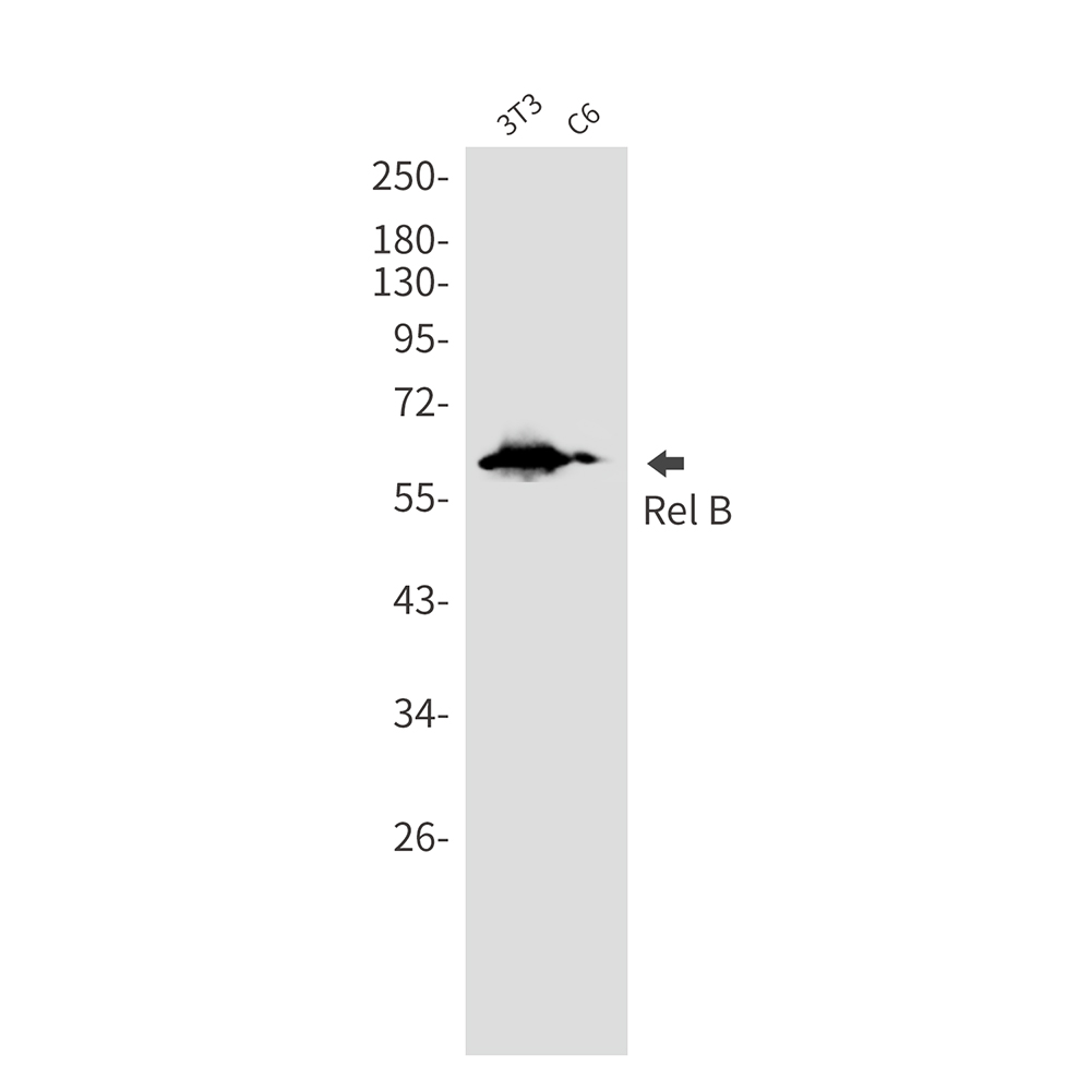 [KD]Rel B Rabbit mAb ABZ4662