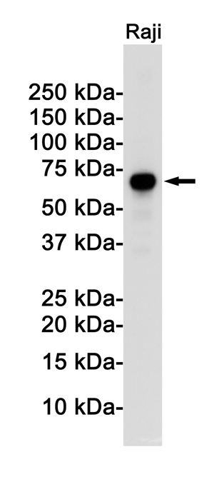 [KD]Rel B Rabbit mAb ABZ4662