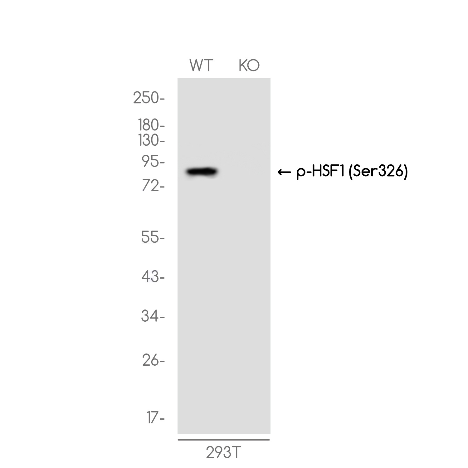 [KO]Phospho-HSF1 (Ser326) Rabbit mAb ABZ4663