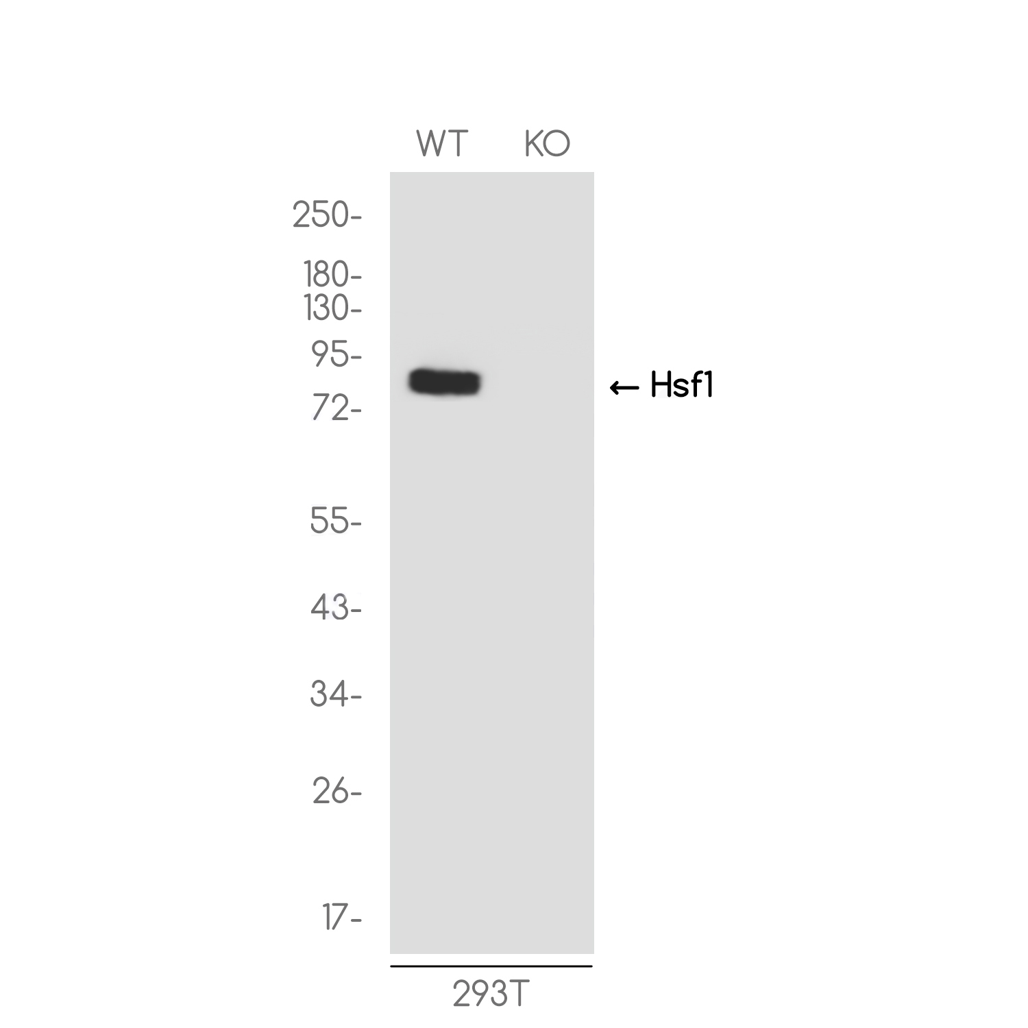 [KO]HSF1 Rabbit mAb ABZ4664