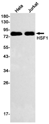 [KO]HSF1 Rabbit mAb ABZ4664