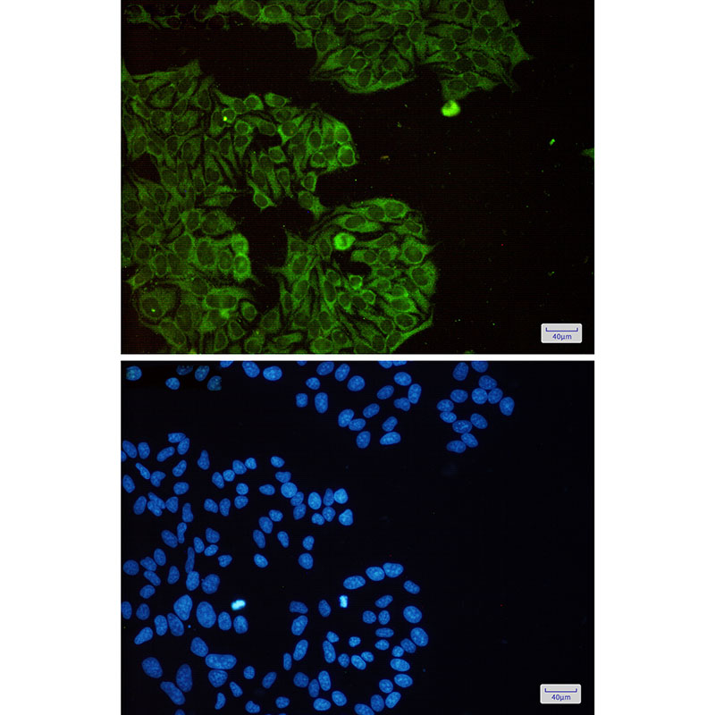 [KD]eIF3B Rabbit mAb ABZ4667