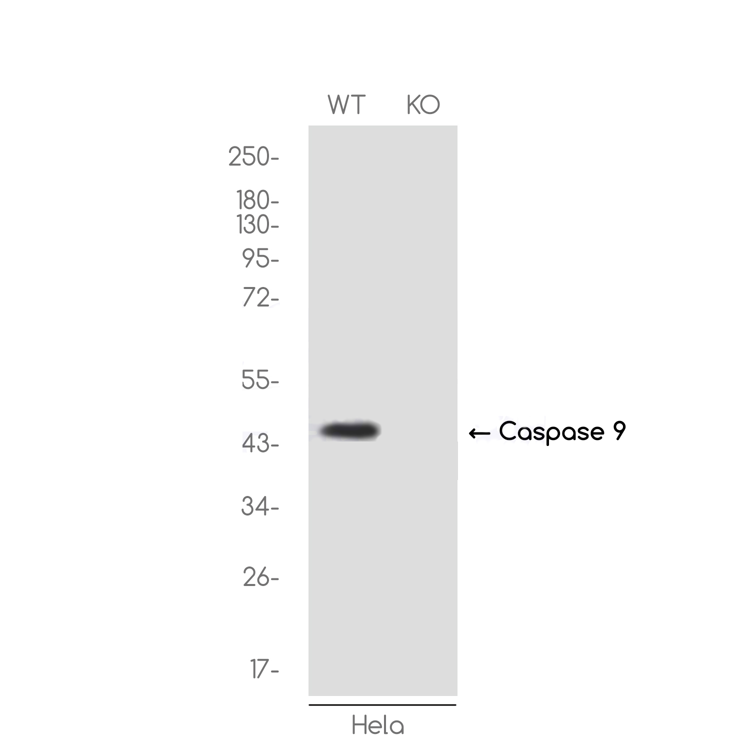 [KO]Caspase 9 Rabbit mAb ABZ4668
