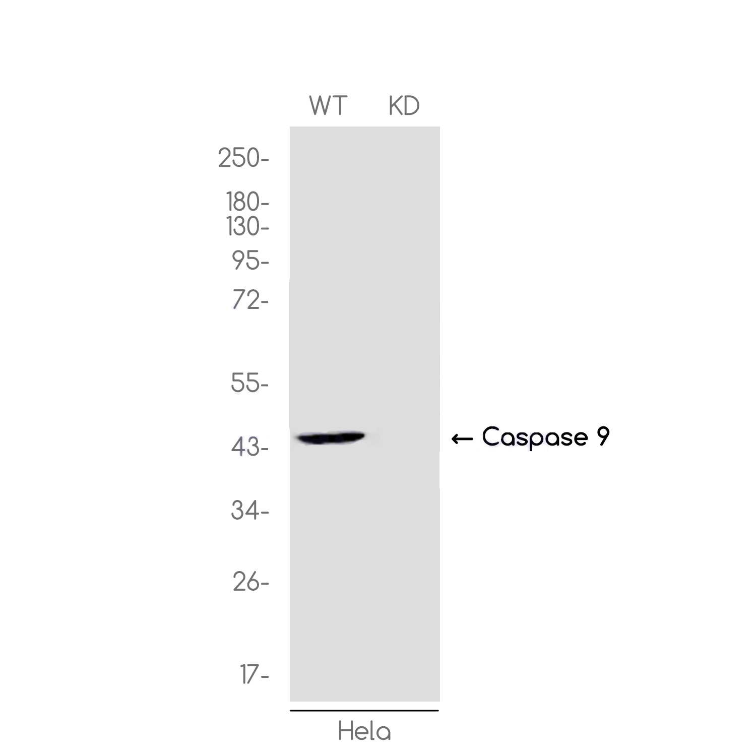 [KD]Caspase 9 Rabbit mAb ABZ4669