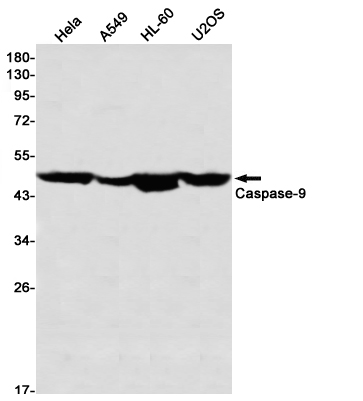 [KD]Caspase 9 Rabbit mAb ABZ4669