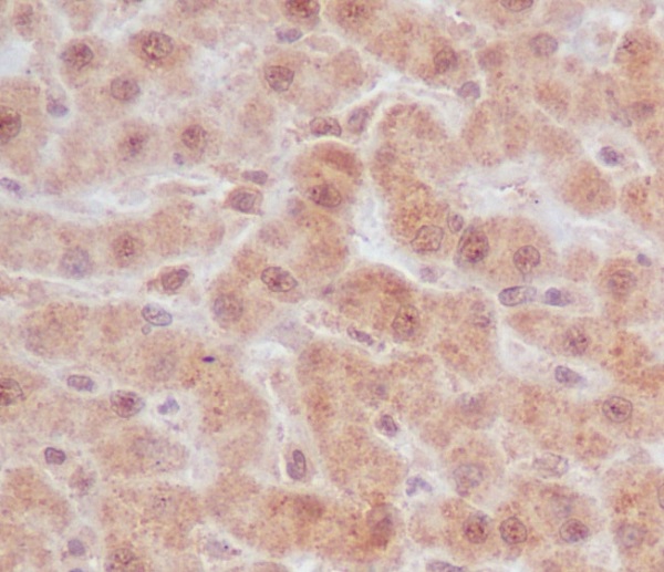 [KD]Cleaved-Caspase 9 Rabbit mAb ABZ4670