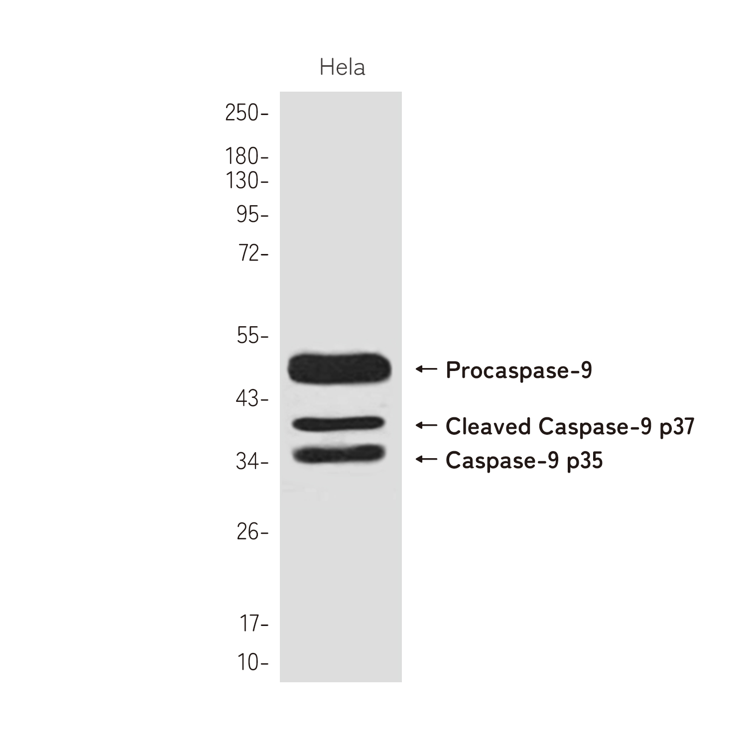 [KD]Cleaved-Caspase 9 Rabbit mAb ABZ4670