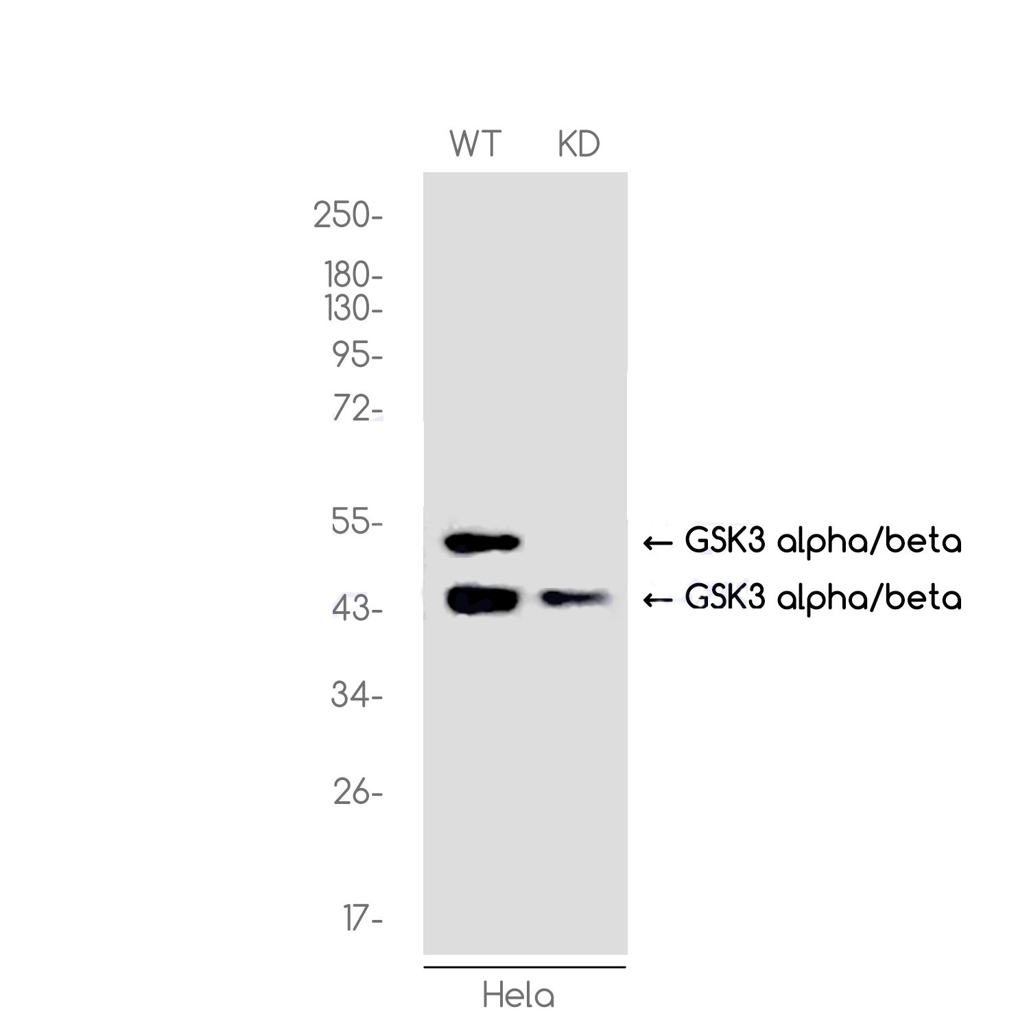 [KD]GSK3 alpha/beta Rabbit mAb ABZ4672