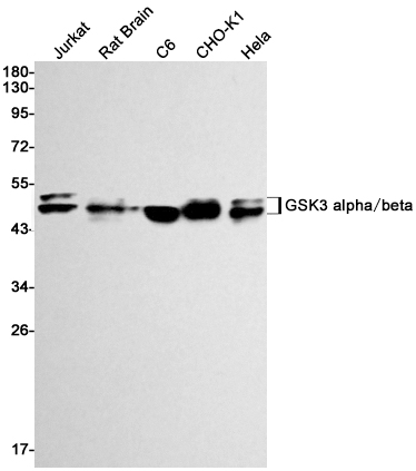 [KD]GSK3 alpha/beta Rabbit mAb ABZ4672