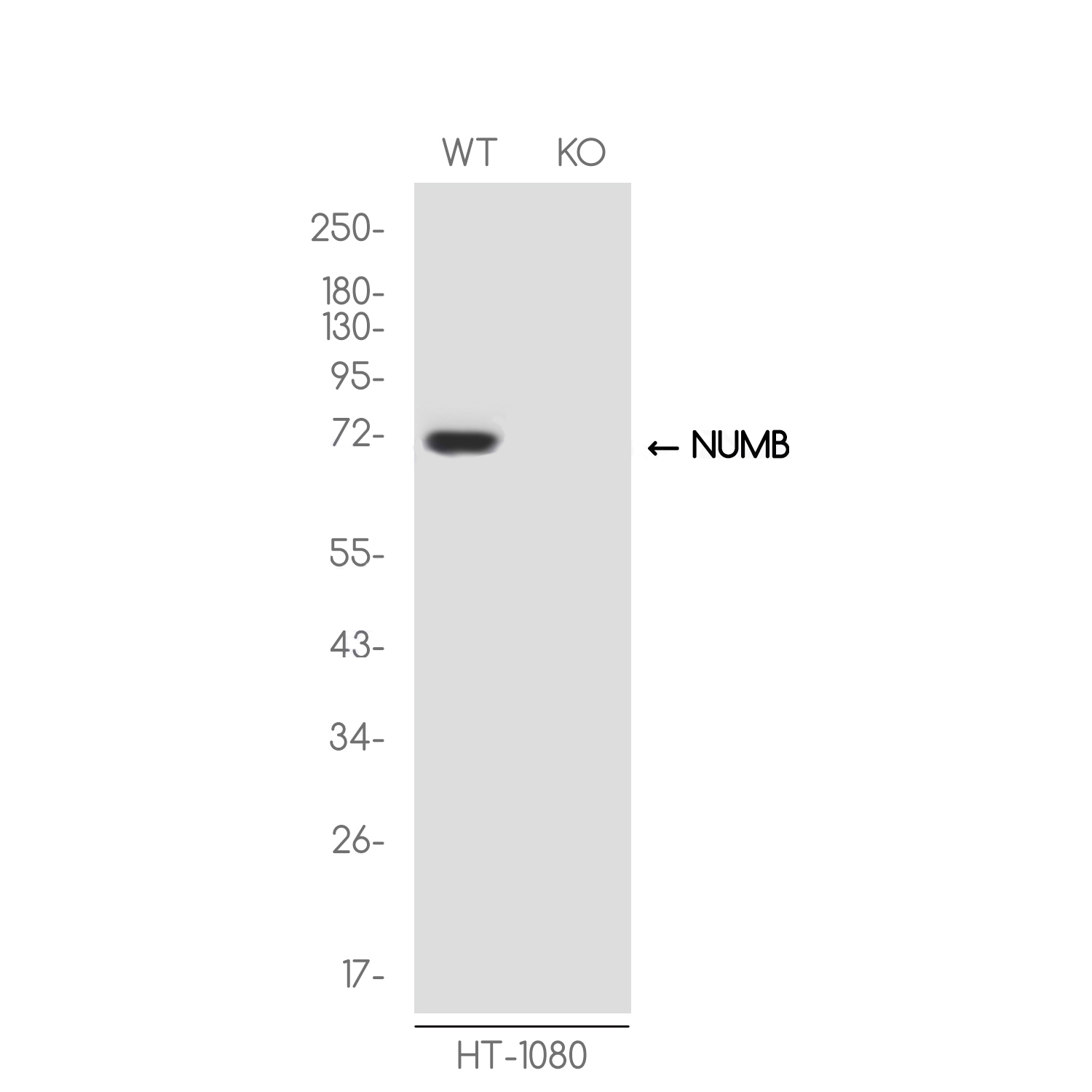 [KO]NUMB Rabbit mAb ABZ4675