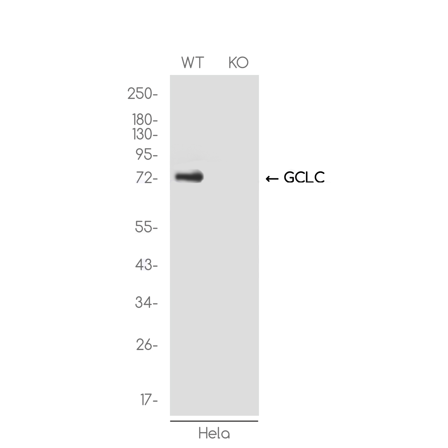 [KO]GCLC Rabbit mAb ABZ4677