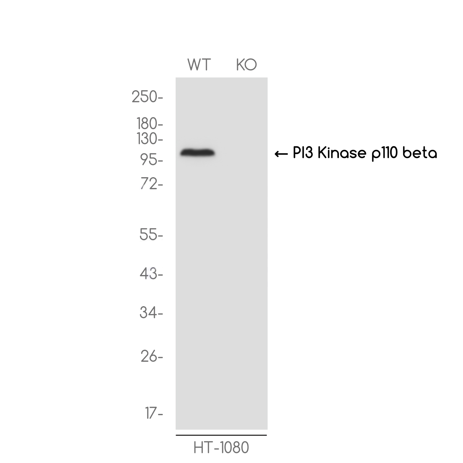 [KO]PI3 Kinase p110 beta Rabbit mAb ABZ4680