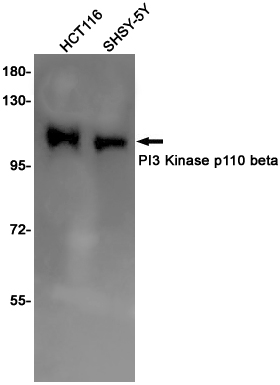 [KO]PI3 Kinase p110 beta Rabbit mAb ABZ4680