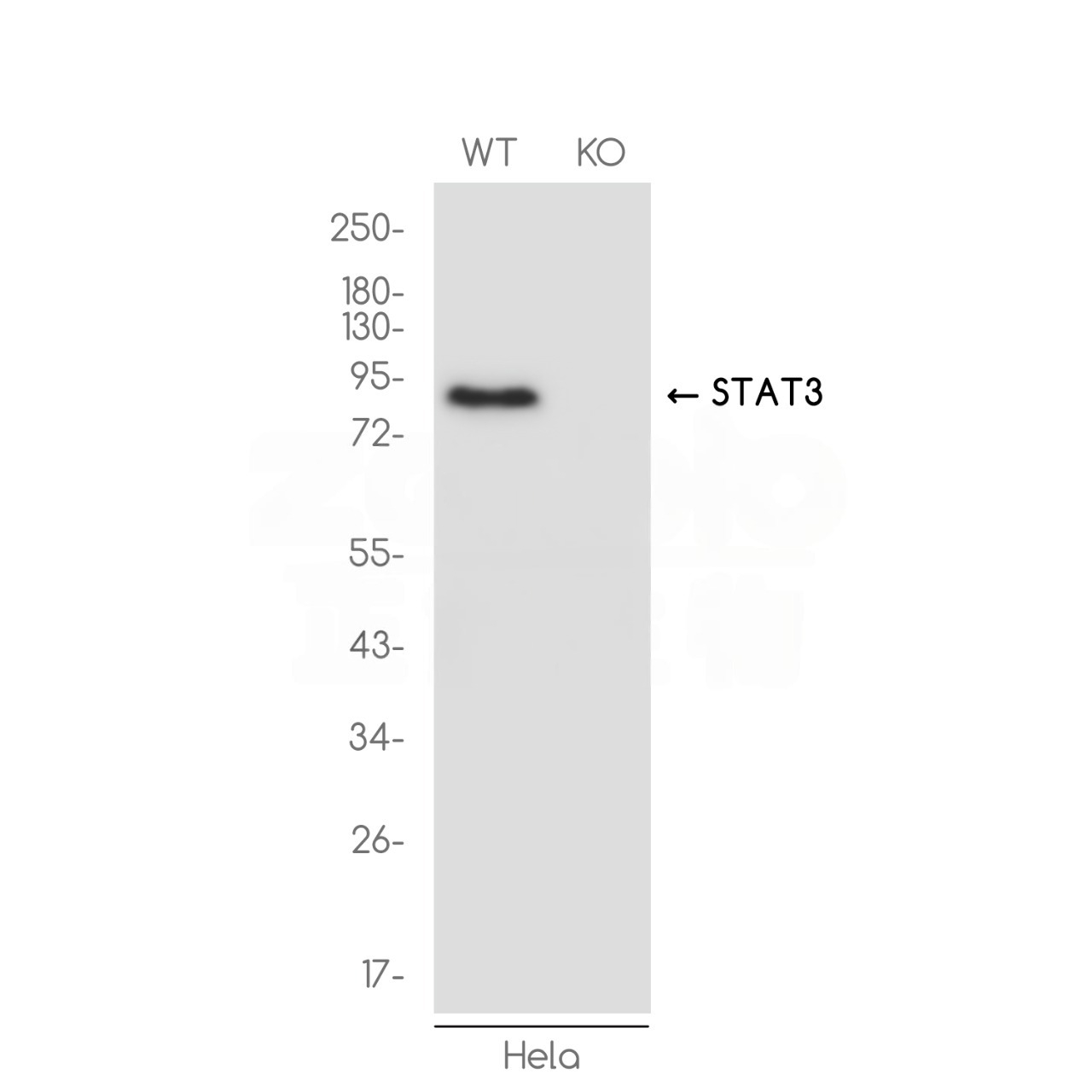 [KO]STAT3 Rabbit mAb ABZ4681