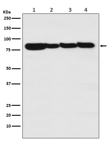 [KO]STAT3 Rabbit mAb ABZ4681