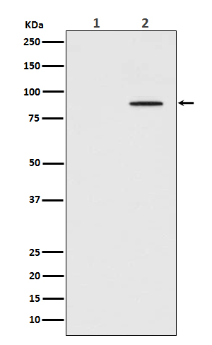 [KO]Phospho-STAT3 (Tyr705) Rabbit mAb ABZ4682